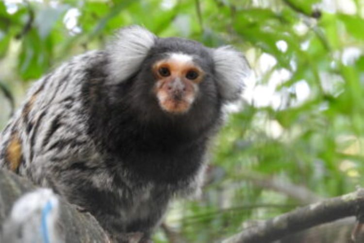 Rescued marmoset 1