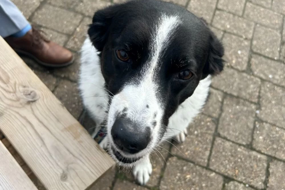 Doggie Restaurants In Looe Cornwall doggie-restaurants-in-looe-cornwall